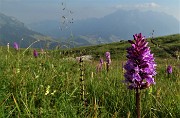97 Orchidee sul sent. 121 scendendo da Capanna 2000 al parcheggio d'Alpe Arera